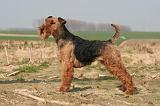 WELSH TERRIER 119